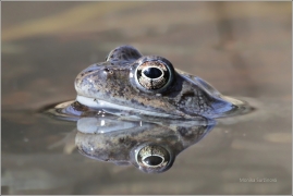 <p>SKOKAN HNĚDÝ (Rana temporaria) ---- /Common frofg - Grasfrosch/</p>